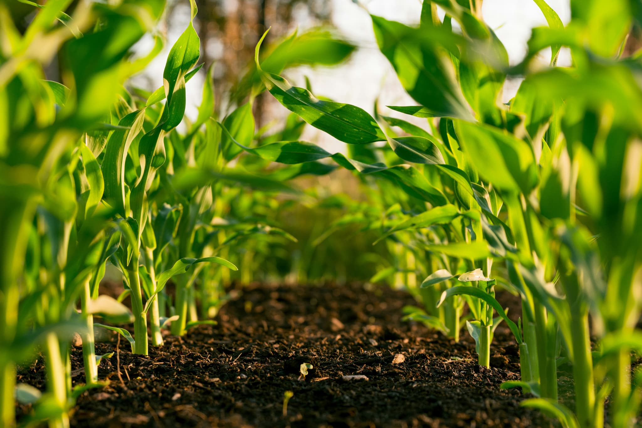 Farm field with crops